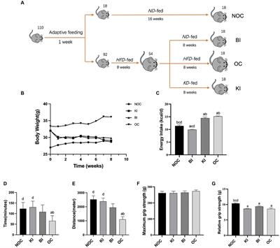 An 8-week ketogenic diet improves exercise endurance and liver antioxidant capacity after weight loss in obese mice